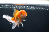 Juvenile Thai Oranda  Red White 4 Inch (ID#408T13b-65) Free2Day SHIPPING