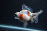 Butterfly  Calico 3.5 Inch (ID#304B8b-48) Free2Day SHIPPING