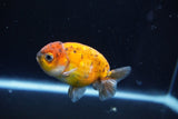 Ranchu  Calico 3 Inch (ID#1004R5c-87) Free2Day SHIPPING