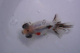 Butterfly  Calico 3.5 Inch (ID#304B8b-48) Free2Day SHIPPING