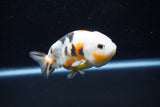 Milk Cow Ranchu  Calico 4 Inch (ID#1112R9a-46) Free2Day SHIPPING