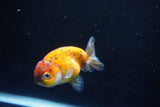 Ranchu  Calico 3 Inch (ID#1004R5c-87) Free2Day SHIPPING