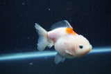 Yuan Bao Oranda  Sakura 3.5 Inch (ID#1220Yb10b-60) Free2Day SHIPPING