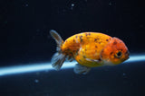 Ranchu  Calico 3 Inch (ID#1004R5c-87) Free2Day SHIPPING