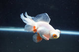 Butterfly  Red White 3.5 Inch (ID#401B8b-40) Free2Day SHIPPING