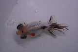 Butterfly  Calico 3.5 Inch (ID#304B8b-48) Free2Day SHIPPING