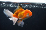Juvenile Thai Oranda  Red White 4 Inch (ID#408T13b-65) Free2Day SHIPPING