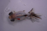 Butterfly  Calico 3.5 Inch (ID#304B8b-48) Free2Day SHIPPING
