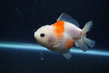 Yuan Bao Oranda  Sakura 3.5 Inch (ID#1220Yb10b-60) Free2Day SHIPPING