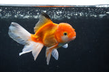 Juvenile Thai Oranda  Red White 4 Inch (ID#408T13b-65) Free2Day SHIPPING