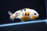 Milk Cow Ranchu  Calico 4 Inch (ID#1112R9a-46) Free2Day SHIPPING