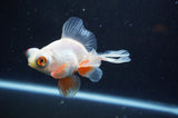 Butterfly  Red White 3.5 Inch (ID#401B8b-40) Free2Day SHIPPING