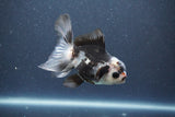 Juvenile Thai Oranda  Panda 4 Inch (ID#1011To13b-81) Free2Day SHIPPING