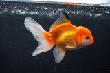 Juvenile Thai Oranda  Red White 4 Inch (ID#408T13b-65) Free2Day SHIPPING
