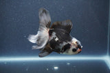 Juvenile Thai Oranda  Panda 4 Inch (ID#1011To13b-81) Free2Day SHIPPING