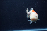 Yuan Bao Oranda  Sakura 3.5 Inch (ID#1220Yb10b-60) Free2Day SHIPPING