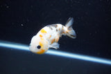 Milk Cow Ranchu  Calico 4 Inch (ID#1112R9a-46) Free2Day SHIPPING