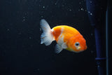 Ranchu  Sakura 3 Inch (ID#1004R5c-88) Free2Day SHIPPING