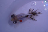 Butterfly  Calico 3.5 Inch (ID#304B8b-48) Free2Day SHIPPING