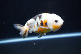 Milk Cow Ranchu  Calico 4 Inch (ID#1112R9a-46) Free2Day SHIPPING