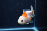 Yuan Bao Oranda  Sakura 3.5 Inch (ID#1220Yb10b-60) Free2Day SHIPPING