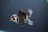 Juvenile Thai Oranda  Panda 4 Inch (ID#1011To13b-81) Free2Day SHIPPING