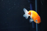 Ranchu  Sakura 3 Inch (ID#1004R5c-88) Free2Day SHIPPING