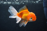 Juvenile Thai Oranda  Red White 4 Inch (ID#408T13b-65) Free2Day SHIPPING