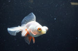 Butterfly  Red White 3.5 Inch (ID#401B8b-40) Free2Day SHIPPING