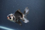 Juvenile Thai Oranda  Panda 4 Inch (ID#1011To13b-81) Free2Day SHIPPING