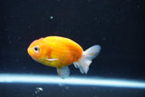 Ranchu  Sakura 3 Inch (ID#1004R5c-88) Free2Day SHIPPING