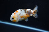 Milk Cow Ranchu  Calico 4 Inch (ID#1112R9a-46) Free2Day SHIPPING