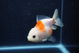 Yuan Bao Oranda  Sakura 3.5 Inch (ID#1220Yb10b-60) Free2Day SHIPPING