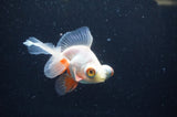 Butterfly  Red White 3.5 Inch (ID#401B8b-40) Free2Day SHIPPING