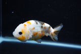 Milk Cow Ranchu  Calico 4 Inch (ID#1112R9a-46) Free2Day SHIPPING