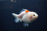 Yuan Bao Oranda  Sakura 3.5 Inch (ID#1220Yb10b-60) Free2Day SHIPPING