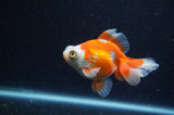 Butterfly  Calico 4 Inch (ID#304B8b-49) Free2Day SHIPPING