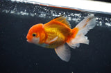 Juvenile Thai Oranda  Red White 4 Inch (ID#408T13b-65) Free2Day SHIPPING