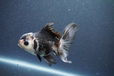 Juvenile Thai Oranda  Panda 4 Inch (ID#1011To13b-81) Free2Day SHIPPING