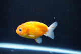 Ranchu  Sakura 3 Inch (ID#1004R5c-88) Free2Day SHIPPING