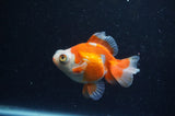 Butterfly  Calico 4 Inch (ID#304B8b-49) Free2Day SHIPPING