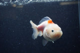 Yuan Bao Oranda  Sakura 3.5 Inch (ID#1220Yb10b-60) Free2Day SHIPPING