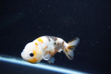 Milk Cow Ranchu  Calico 4 Inch (ID#1112R9a-46) Free2Day SHIPPING