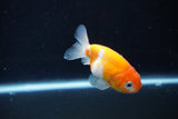 Ranchu  Sakura 3 Inch (ID#1004R5c-88) Free2Day SHIPPING