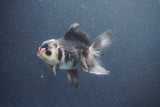 Juvenile Thai Oranda  Panda 4 Inch (ID#1011To13b-81) Free2Day SHIPPING