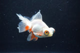 Butterfly  Red White 3.5 Inch (ID#401B8b-40) Free2Day SHIPPING