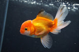 Juvenile Thai Oranda  Red White 4 Inch (ID#408T13b-65) Free2Day SHIPPING