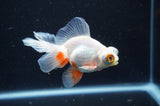 Butterfly  Red White 3.5 Inch (ID#401B8b-40) Free2Day SHIPPING