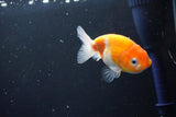 Ranchu  Sakura 3 Inch (ID#1004R5c-88) Free2Day SHIPPING