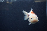 Yuan Bao Oranda  Sakura 3.5 Inch (ID#1220Yb10b-60) Free2Day SHIPPING